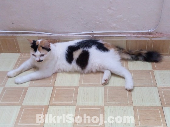 Mixed breed female cat